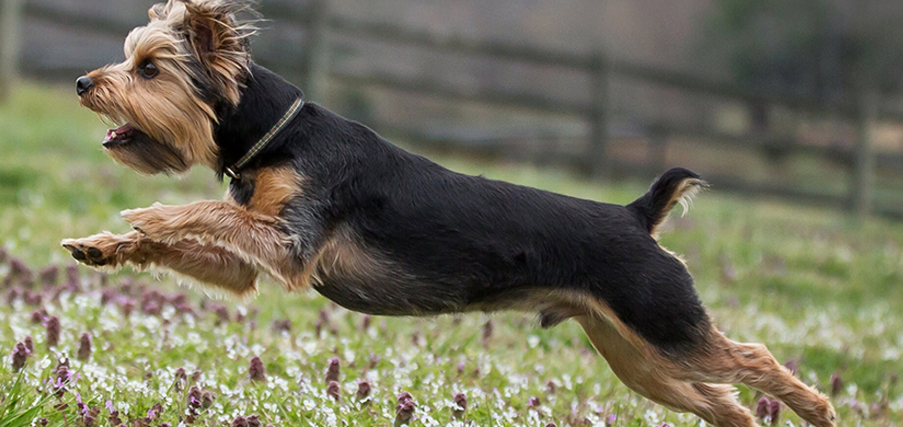 คู่มือการให้อาหารลูกสุนัข