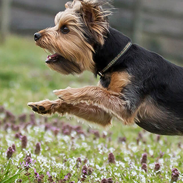 คู่มือการให้อาหารลูกสุนัข