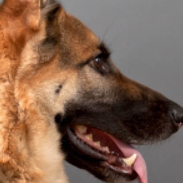 ค้นหาผู้เพาะพันธุ์ที่ดี