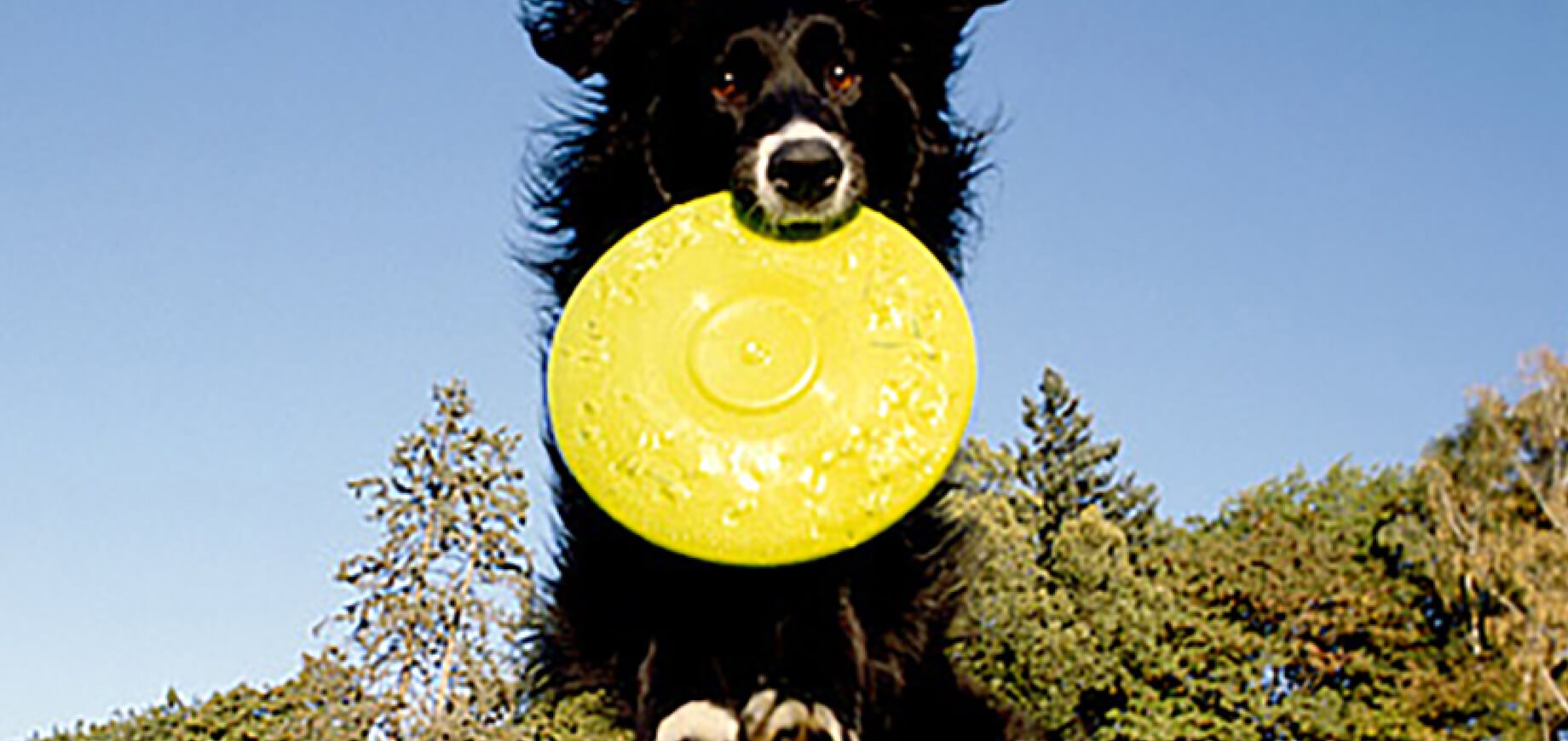 อ่านฉลากกันก่อน! มาดูกันว่า ผลิตภัณฑ์อาหารสุนัข เพดดิกรี ® มีส่วนผสมของอะไรบ้าง?