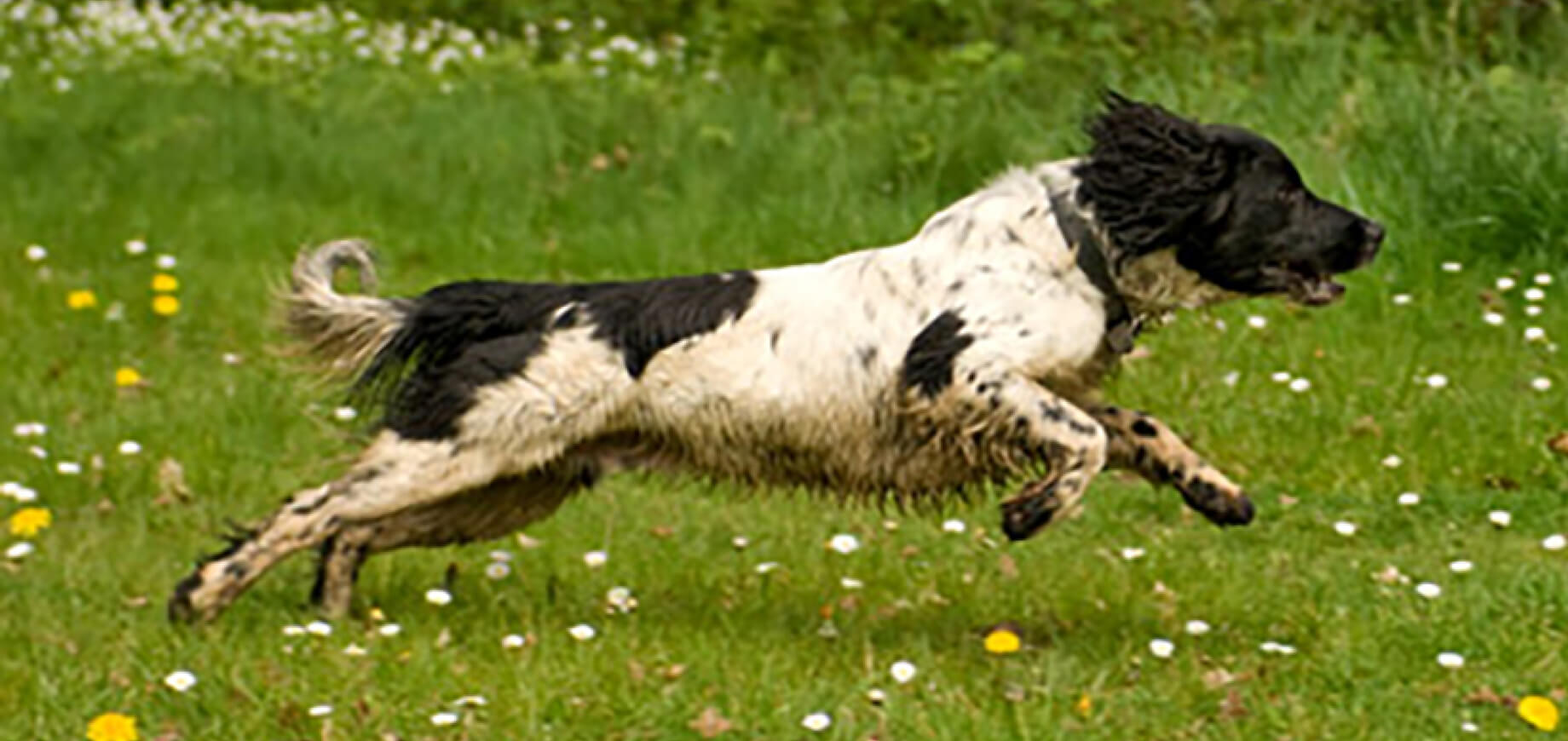 วิธีหยุดพฤติกรรมสุนัขคุ้ยขยะ