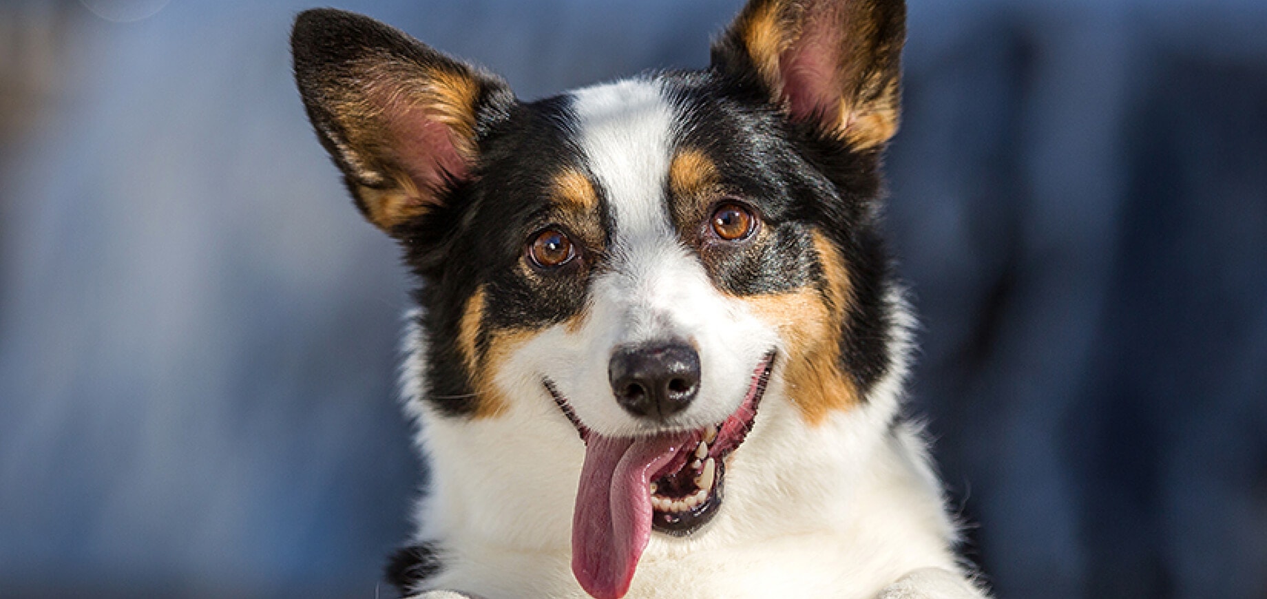 ดูแลอุ้งเท้าน้อยๆ ของลูกสุนัข