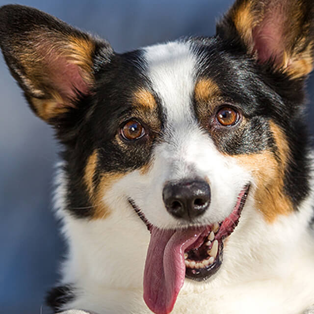 ดูแลอุ้งเท้าน้อยๆ ของลูกสุนัข