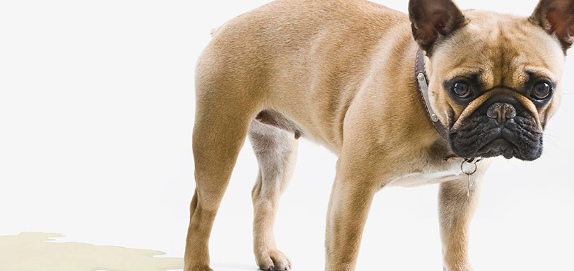 ชวนลูกสุนัขออกกำลังกายอย่างถูกวิธี