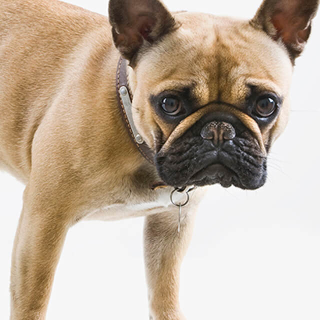 ชวนลูกสุนัขออกกำลังกายอย่างถูกวิธี