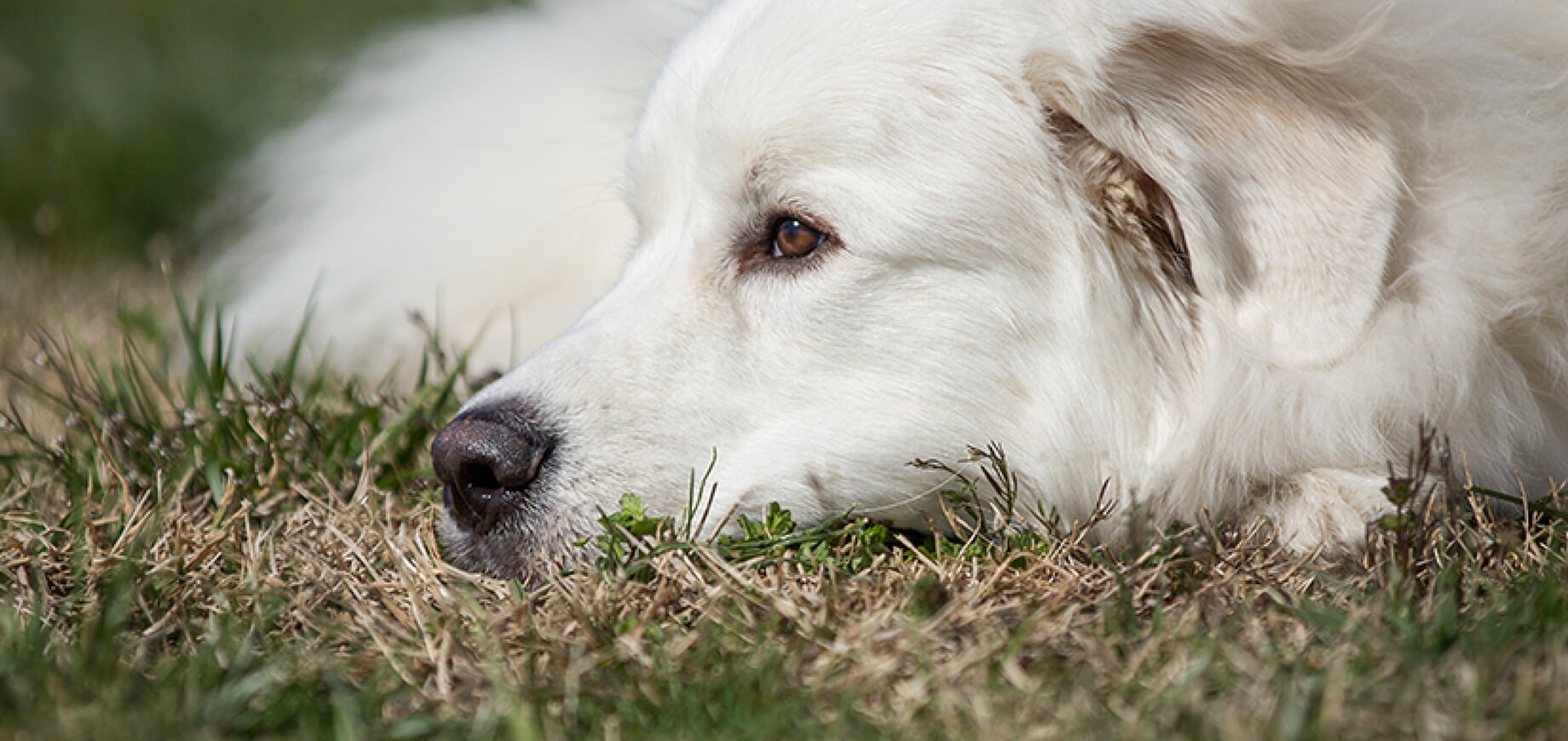 เทคนิคง่ายๆ ฝึกลูกสุนัขขับถ่ายให้เป็นที่ในบ้าน