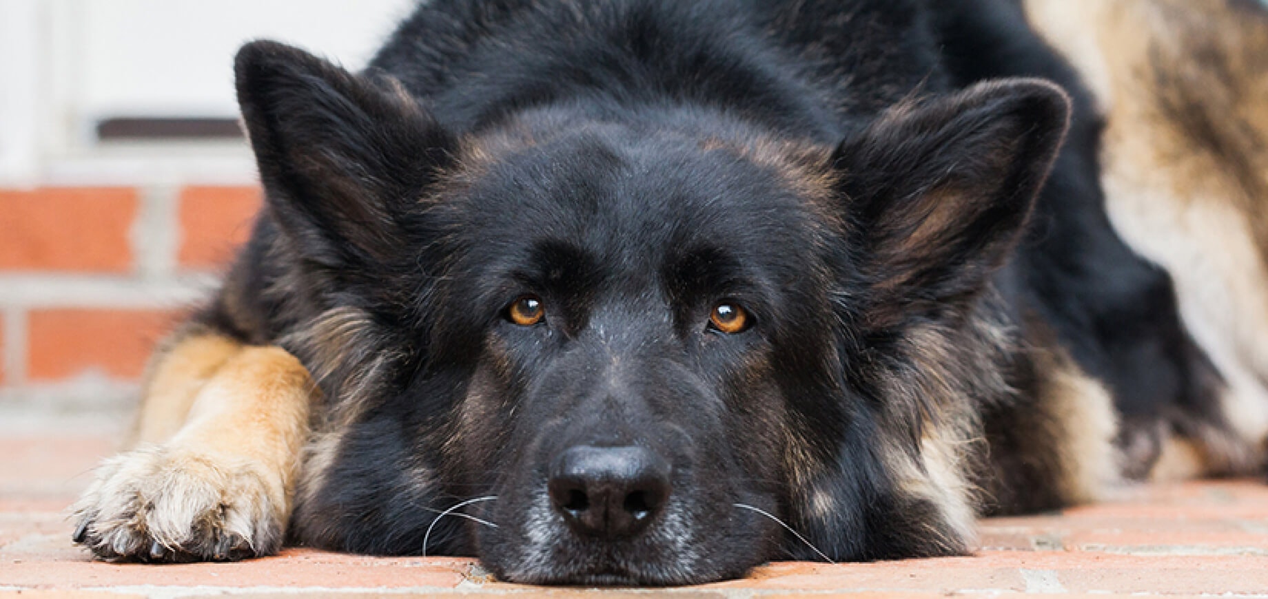 7 วิธีแก้ปัญหาหมากัดกัน