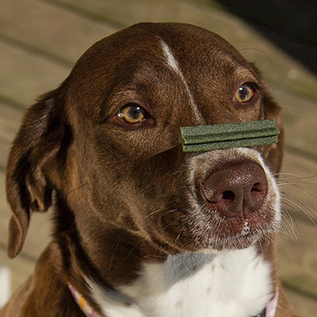 3 วิธีฝึกสุนัขให้เชื่อฟัง จากอุปกรณ์ฝึกหมา 