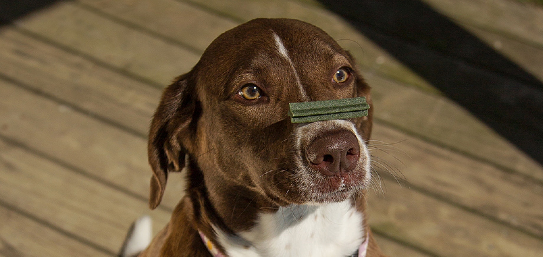 เคล็ดลับการฝึกคำสั่งพื้นฐาน