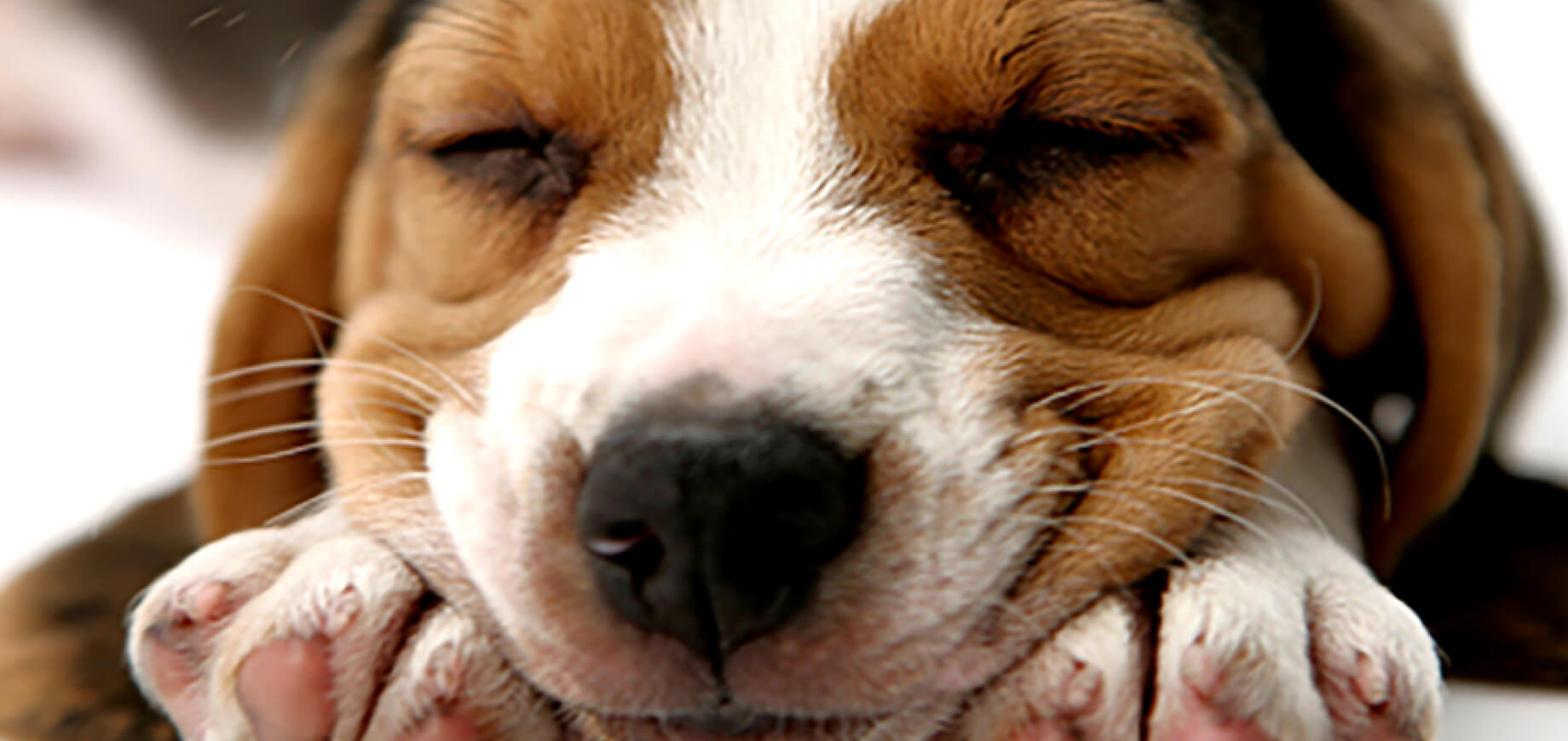 เคล็ดลับการฝึกสุนัขที่กำลังโต