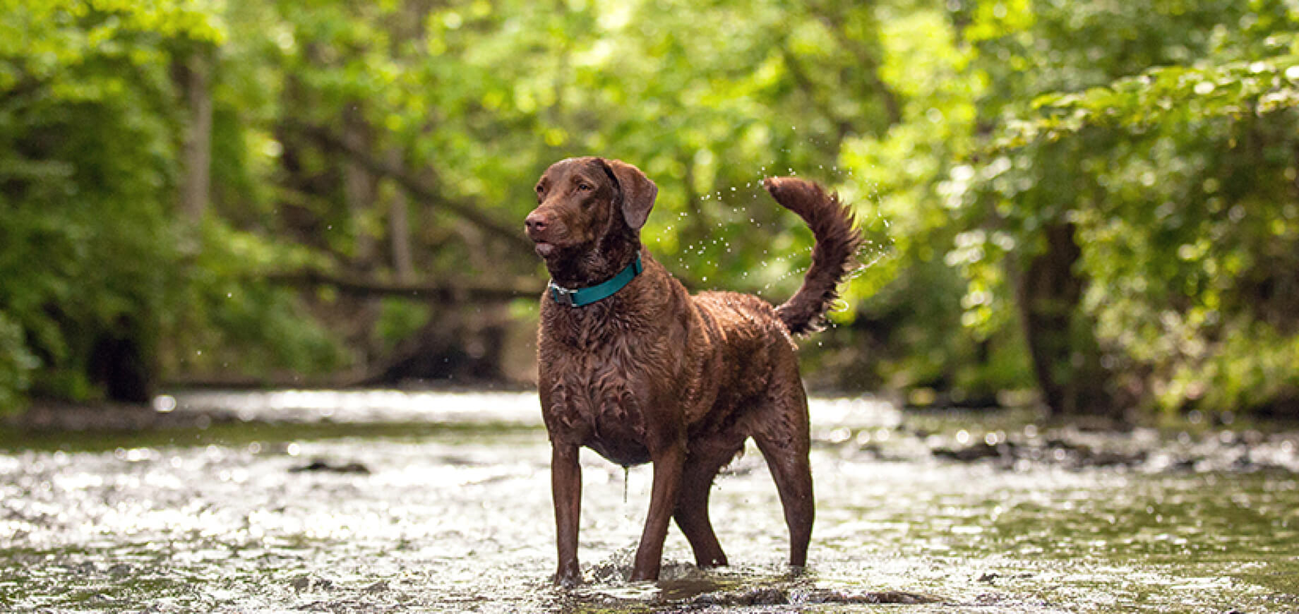 เทคนิคดีๆ ดูแลเหงือกและฟันของสุนัขให้แข็งแรง