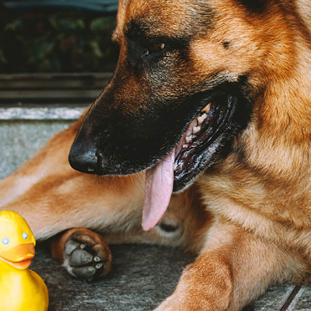 คู่มือการให้อาหารลูกสุนัข