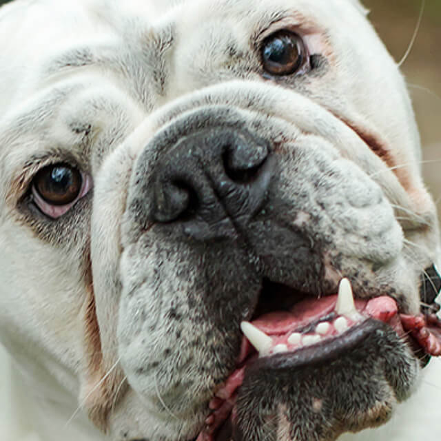 อยากลองอาหารลูกสุนัขแบบใหม่ๆ ไหม?