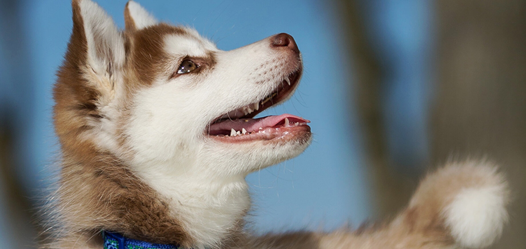 หมดปัญหาการให้อาหารลูกสุนัข