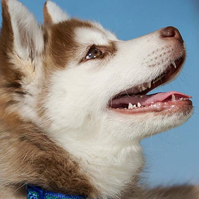 หมดปัญหาการให้อาหารลูกสุนัข