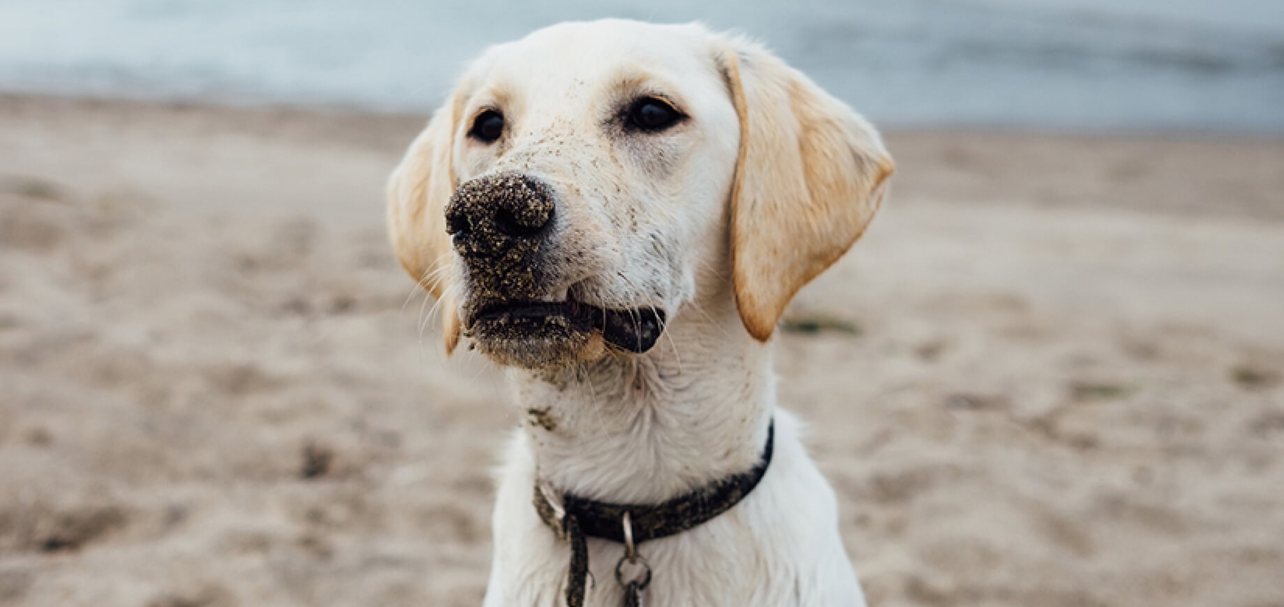 การฉีดวัคซีนให้ลูกหมา