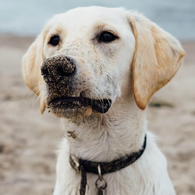 แนะนำสุนัขตัวใหม่ให้เข้ากับแมวของคุณ