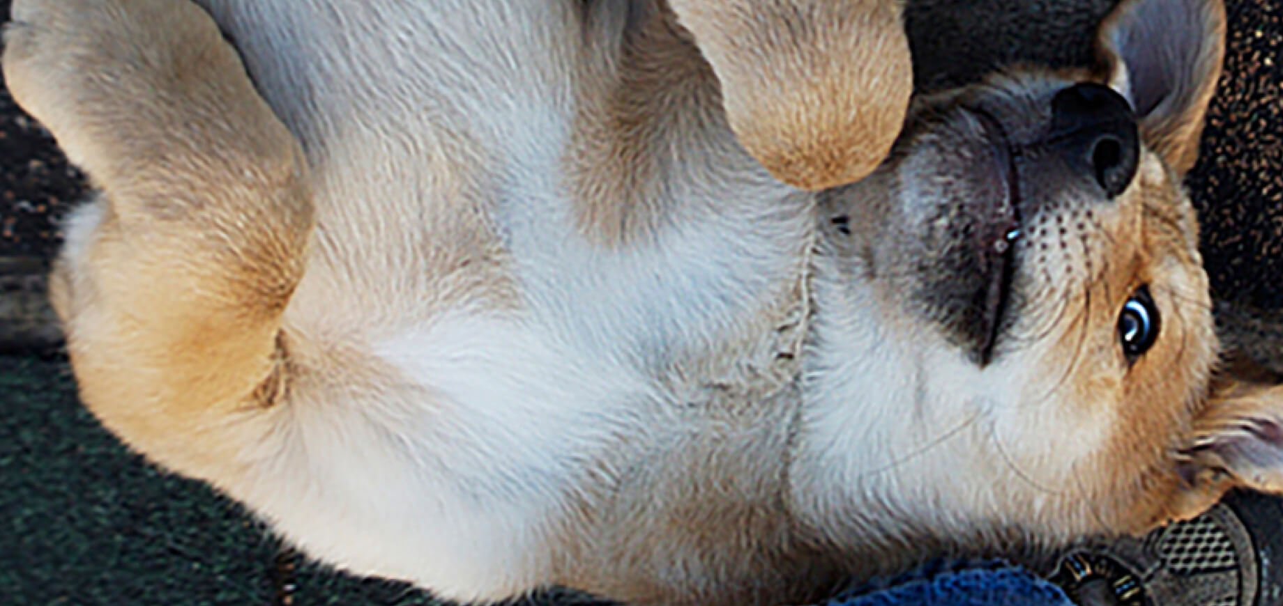 ขั้นตอนการฝึกให้สุนัขหยุดเห่า