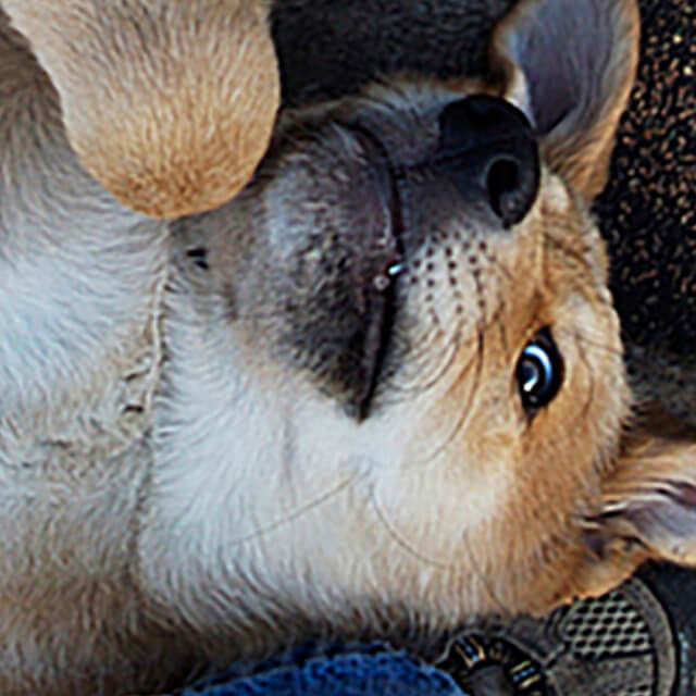 กีฬาสำหรับสุนัข