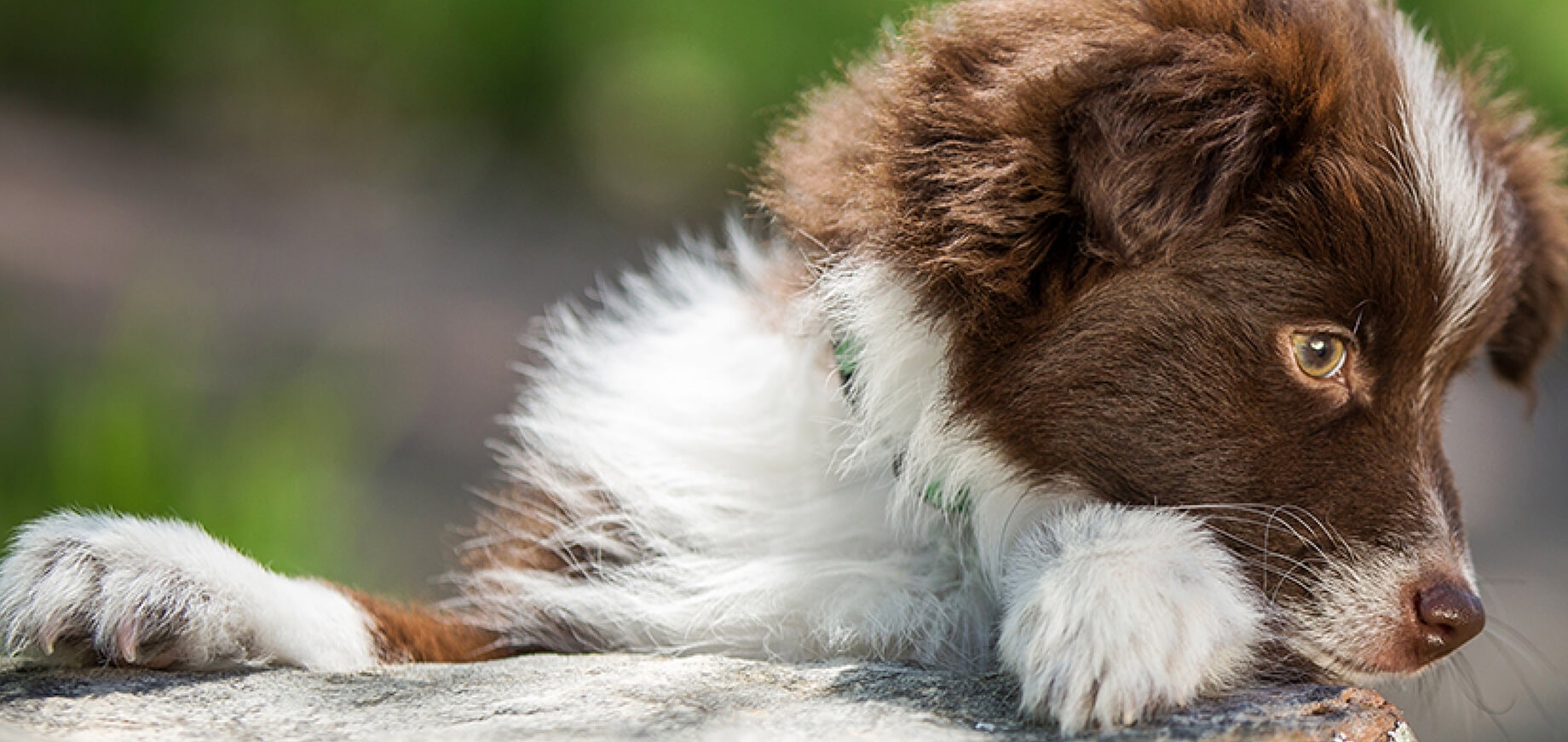 วิธีจัดการกับกลิ่นตัวของสุนัข