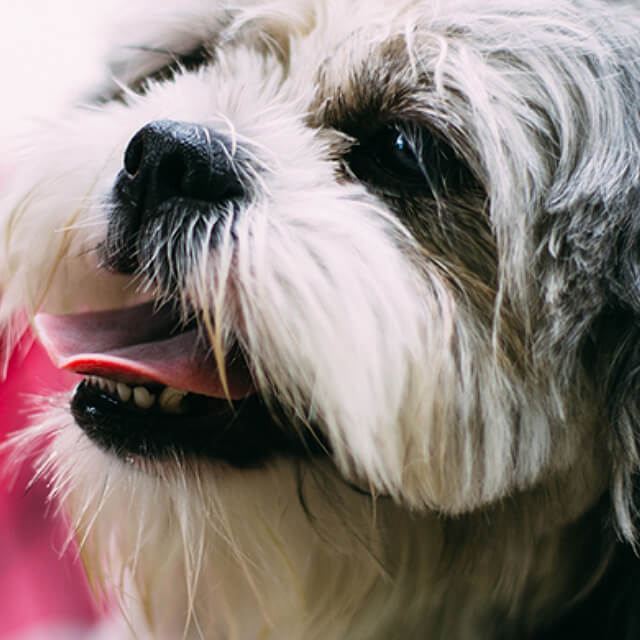 เล่นสนุกกับลูกสุนัขและสุนัขของคุณ