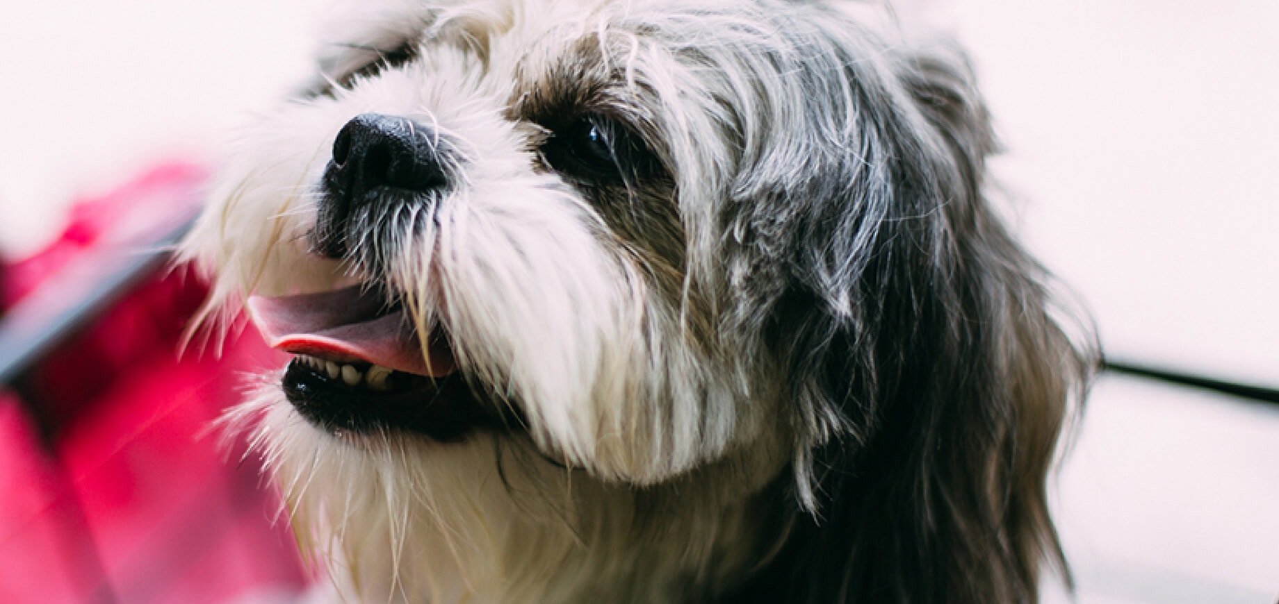 แนะนำวัคซีนที่จำเป็นต่อสุนัข