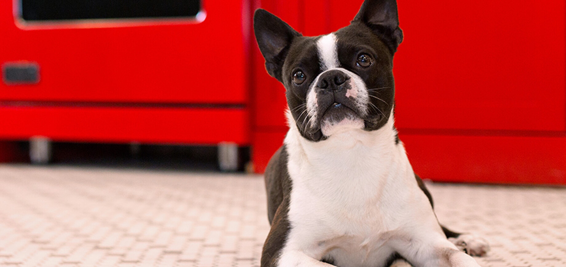 การทำหมัน