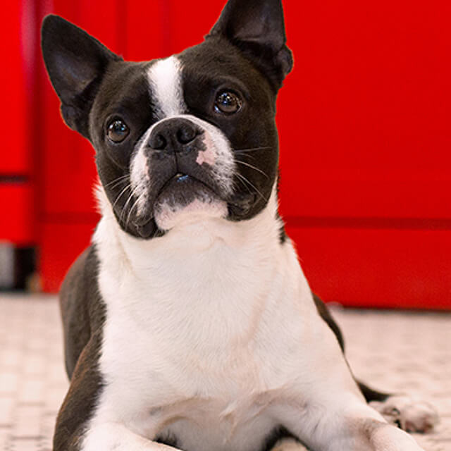 เปียก หรือ เม็ด อาหารแบบไหนดีกว่ากัน?