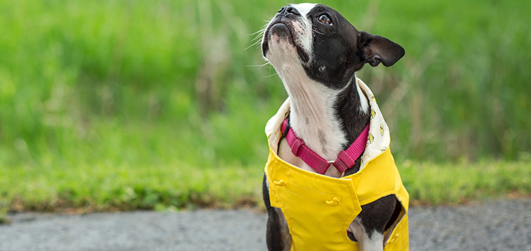 อาหารเปียก อาหารเม็ด หรือผสม ?