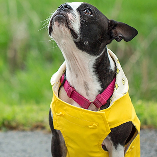 การฝึกเรียกให้สุนัขมาหา