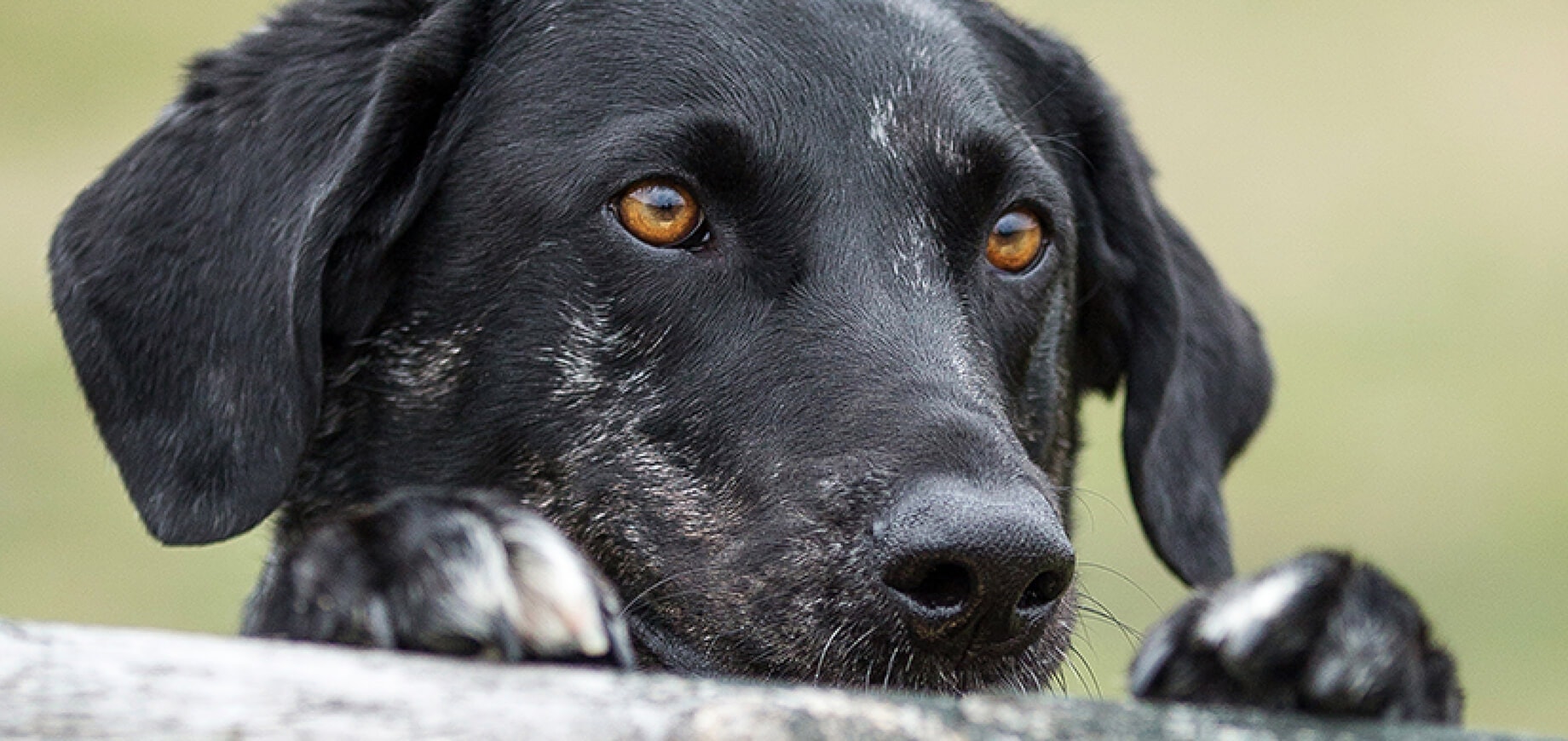 การช่วยเหลือสุนัขเมื่ออยู่ในบ้านหลังใหม่