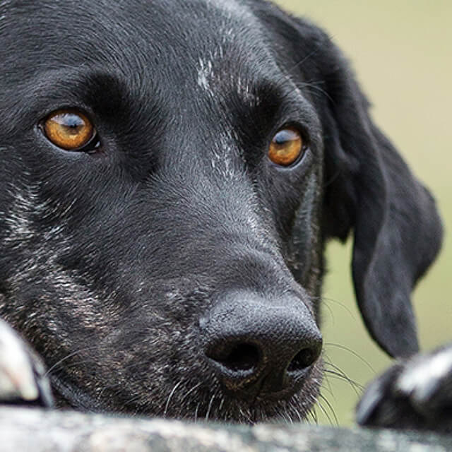 การช่วยเหลือสุนัขเมื่ออยู่ในบ้านหลังใหม่