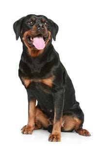 rotweiler