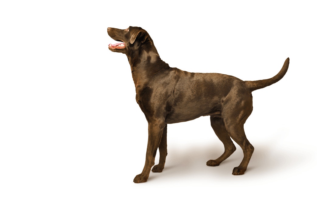 Feeding calculator hero