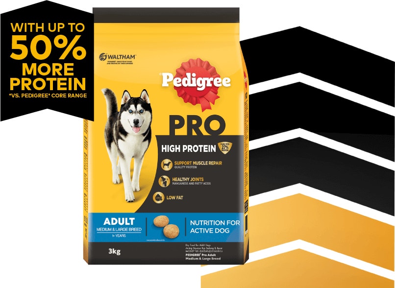 สุนัขโตเต็มวัย