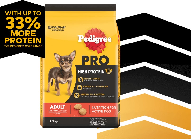 สุนัขโตเต็มวัย