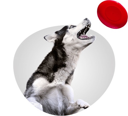 pro medium and large