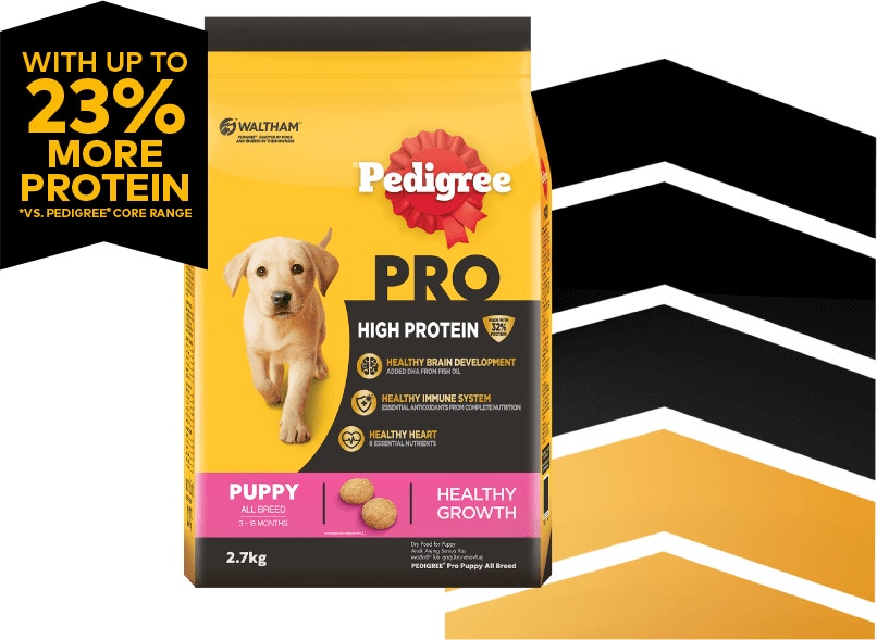 ลูกสุนัข