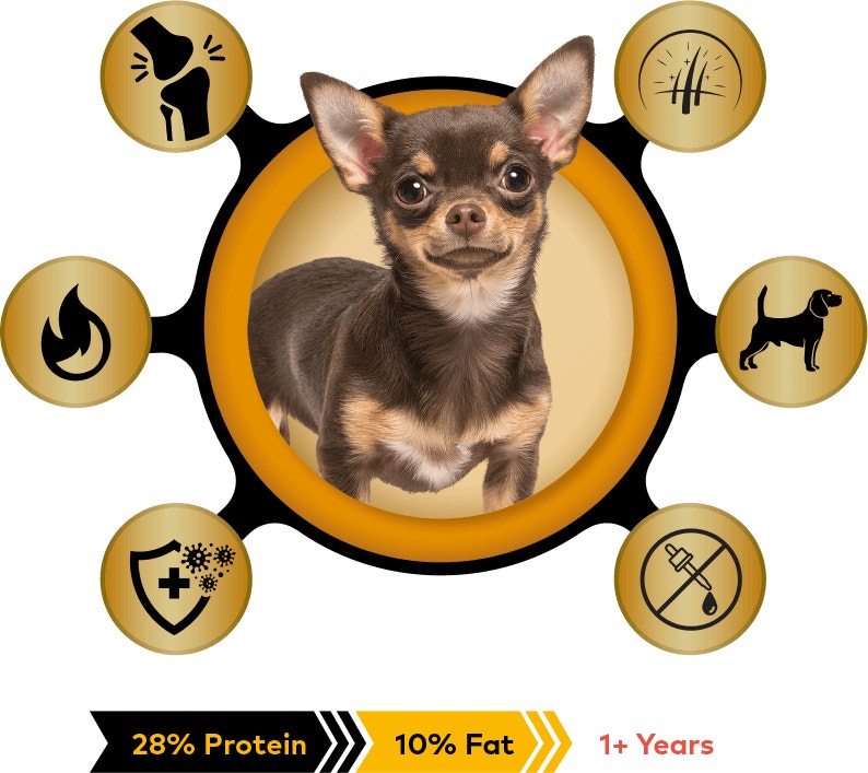 small breed keep up with your