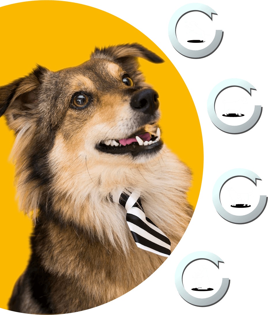 ไอคอน เพดดิกรี โปร