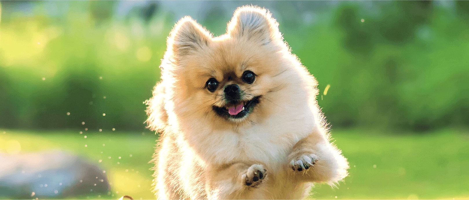 โปรตีนสำหรับสุนัข