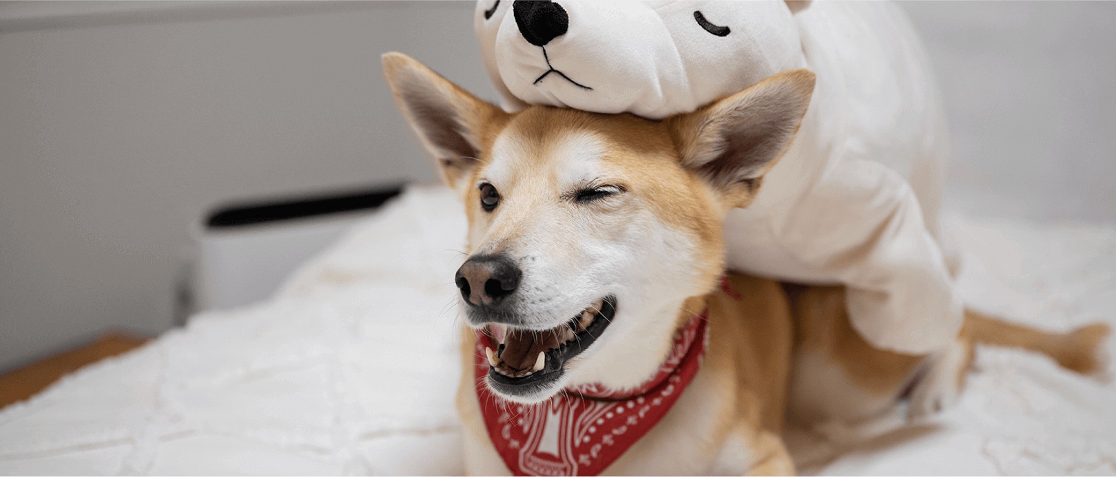 ประโยชน์ของอาหารสุนัขโปรตีนสูงสำหรับสุนัขโตพันธุ์เล็ก