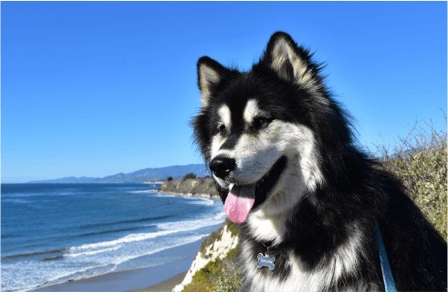 ประโยชน์ของอาหารสุนัขโปรตีนสูง