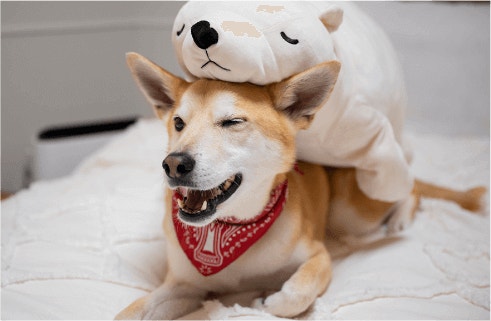 ประโยชน์ของอาหารสุนัขโปรตีนสูงสำหรับสุนัขโตพันธุ์เล็ก