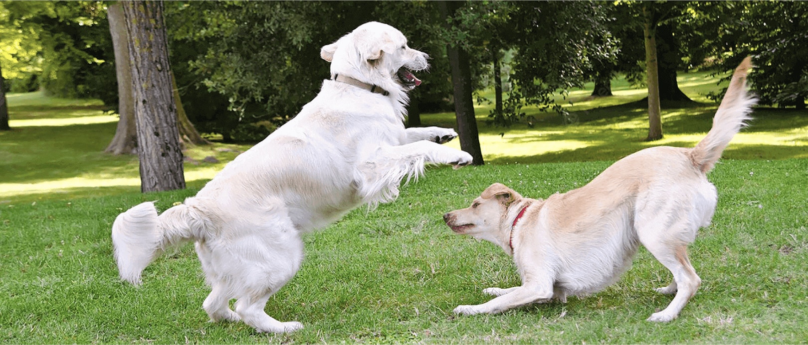ความเชื่อผิด ๆ เกี่ยวกับโปรตีนในอาหารสุนัข