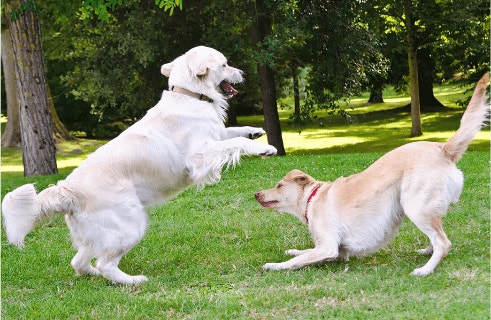 ความเชื่อผิด ๆ เกี่ยวกับโปรตีนในอาหารสุนัข