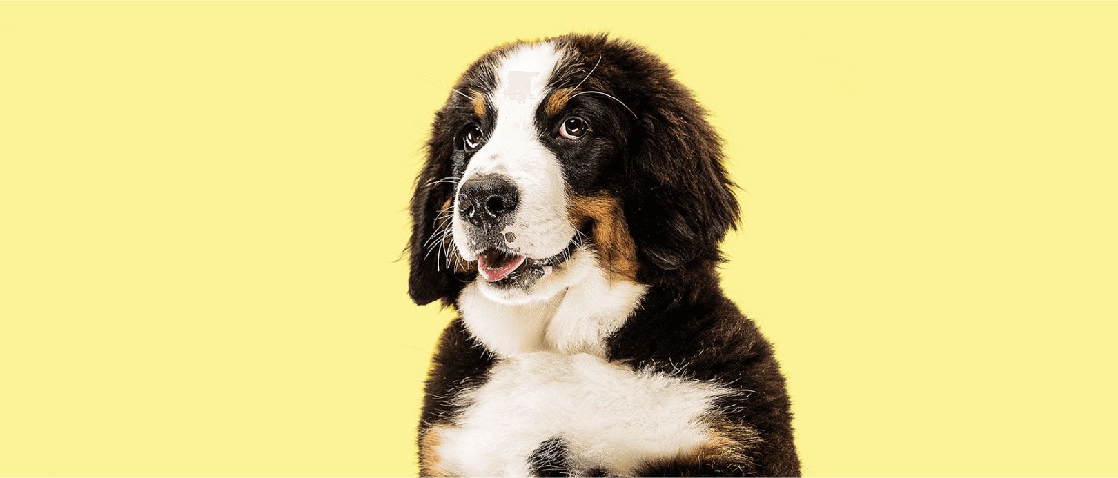 การเลือกแหล่งโปรตีนสำหรับสุนัข