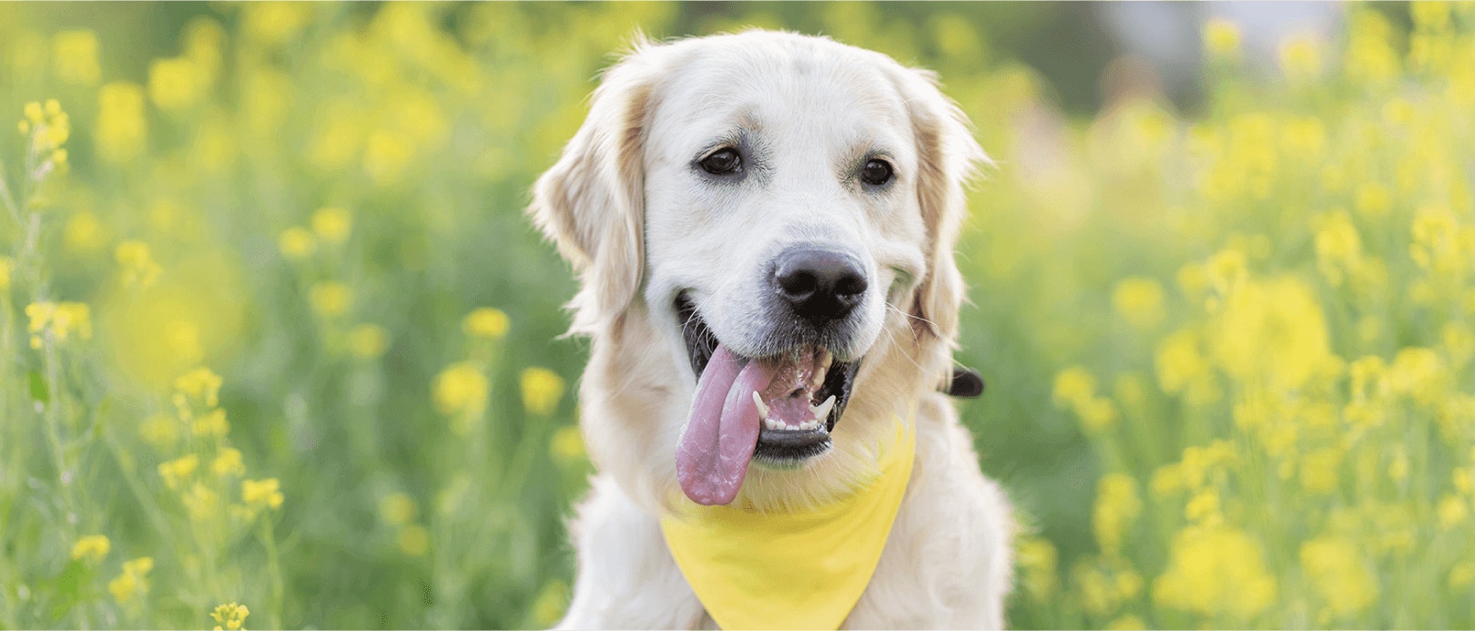 ประโยชน์ของวิตามินอีสำหรับสุนัข