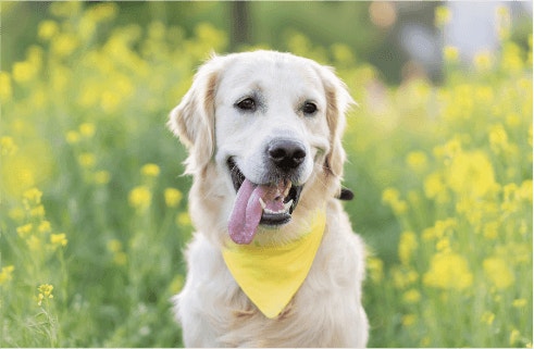 ประโยชน์ของวิตามินอีสำหรับสุนัข