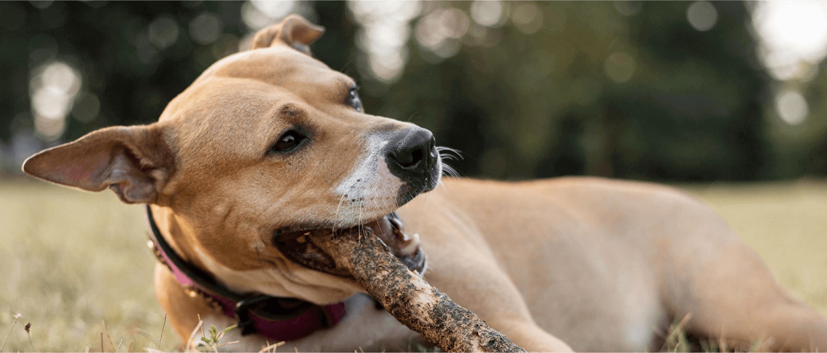 ปริมาณโปรตีนในผลิตภัณฑ์เพดดิกรี® โปร สูตรไฮโปรตีน